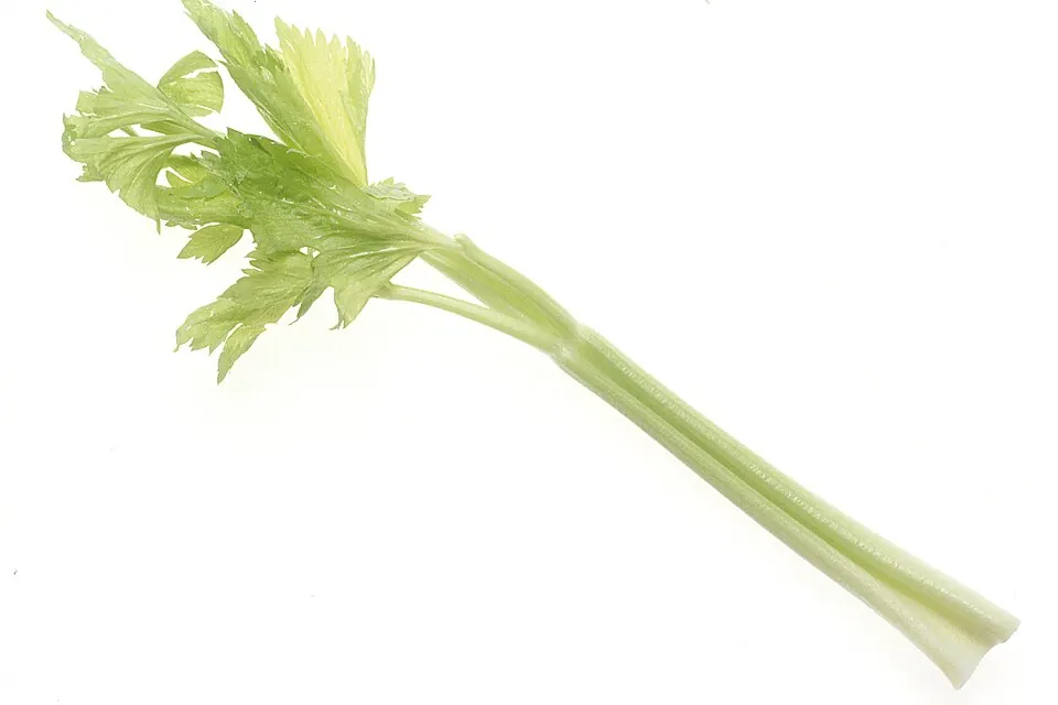 Apio