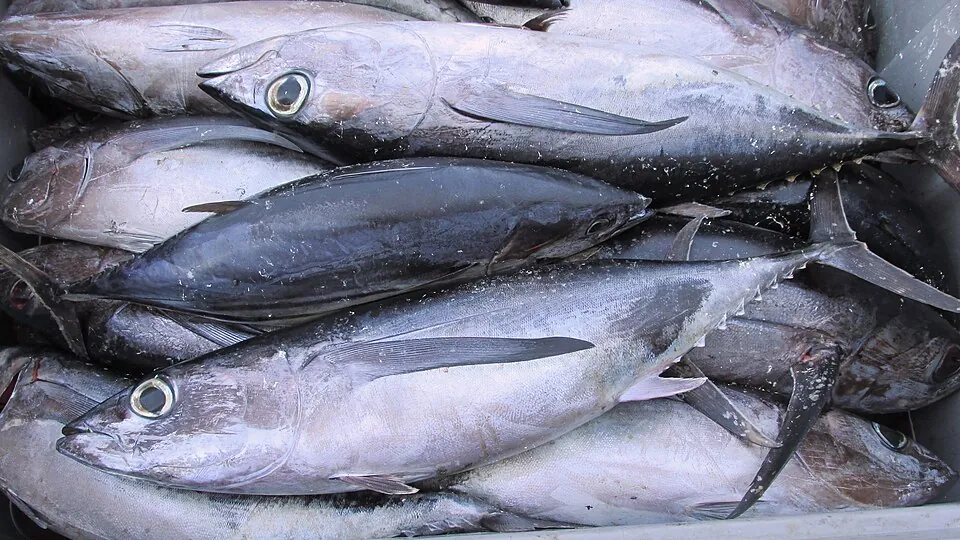 Bonito del norte