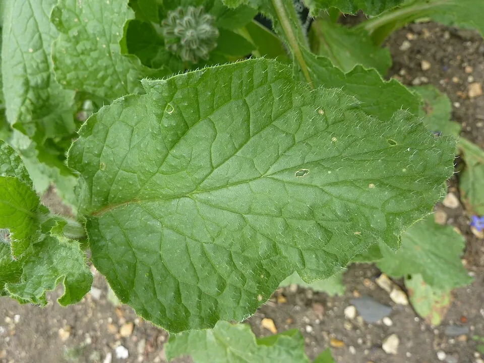 Borraja