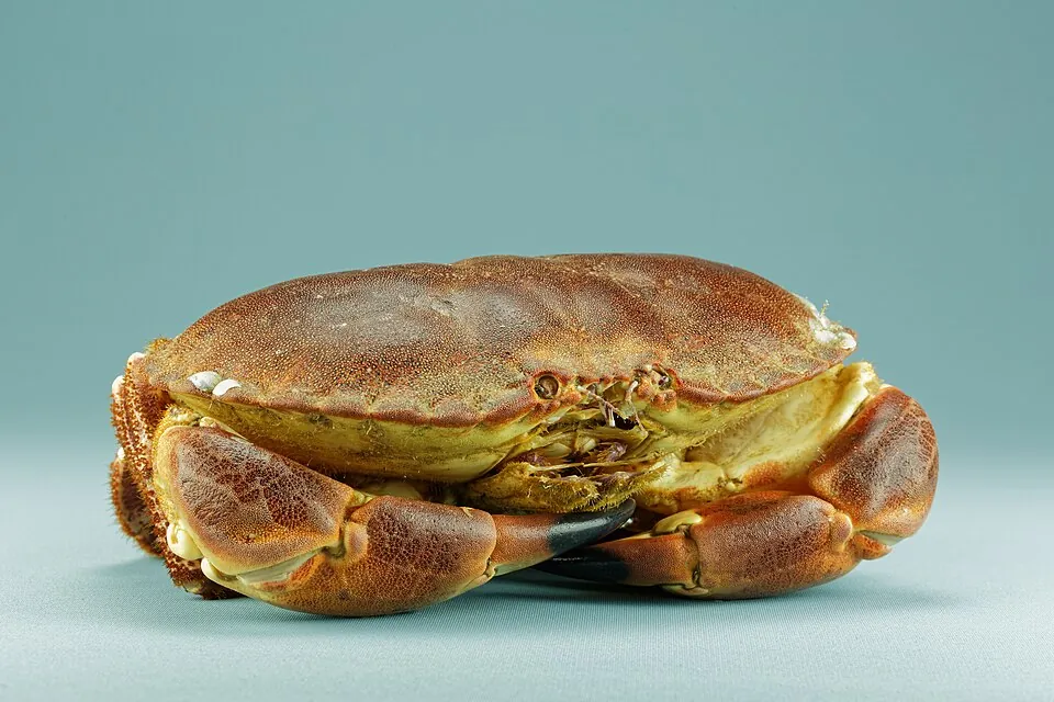 Buey de mar