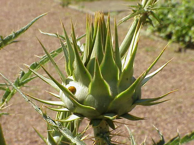 Cardo