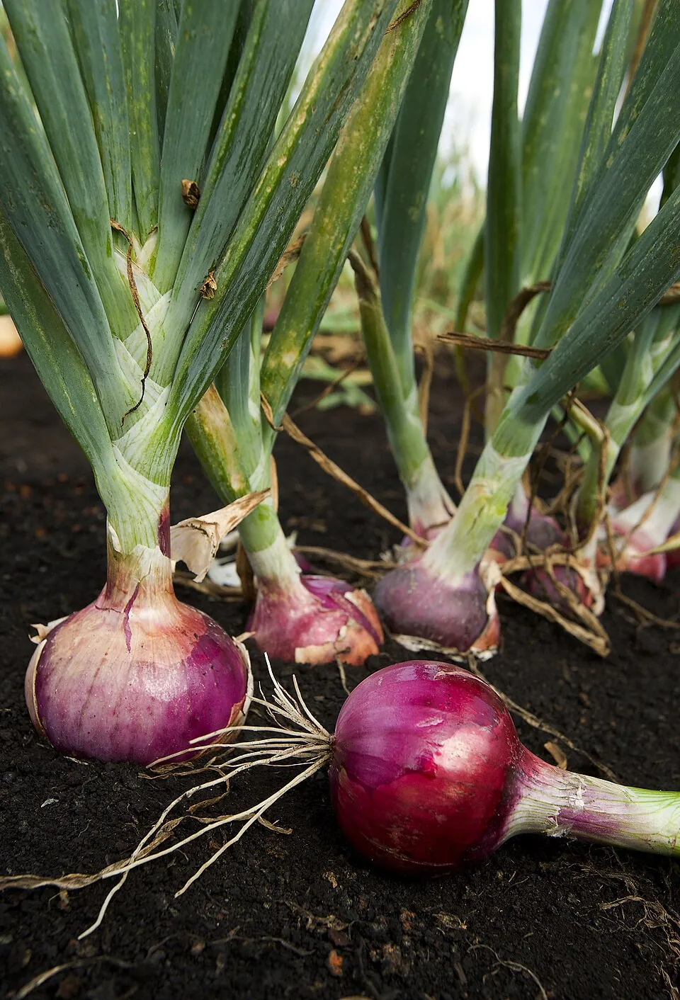 Cebolla