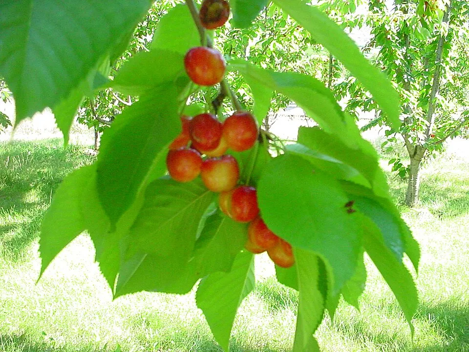 Cereza