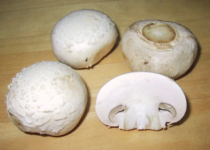 Champiñón