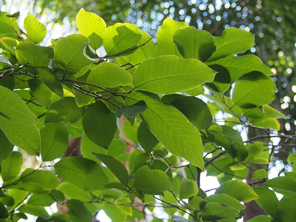 Chirimoya