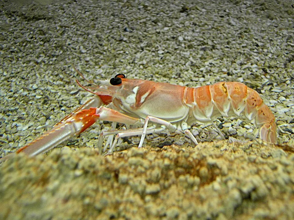 Cigala