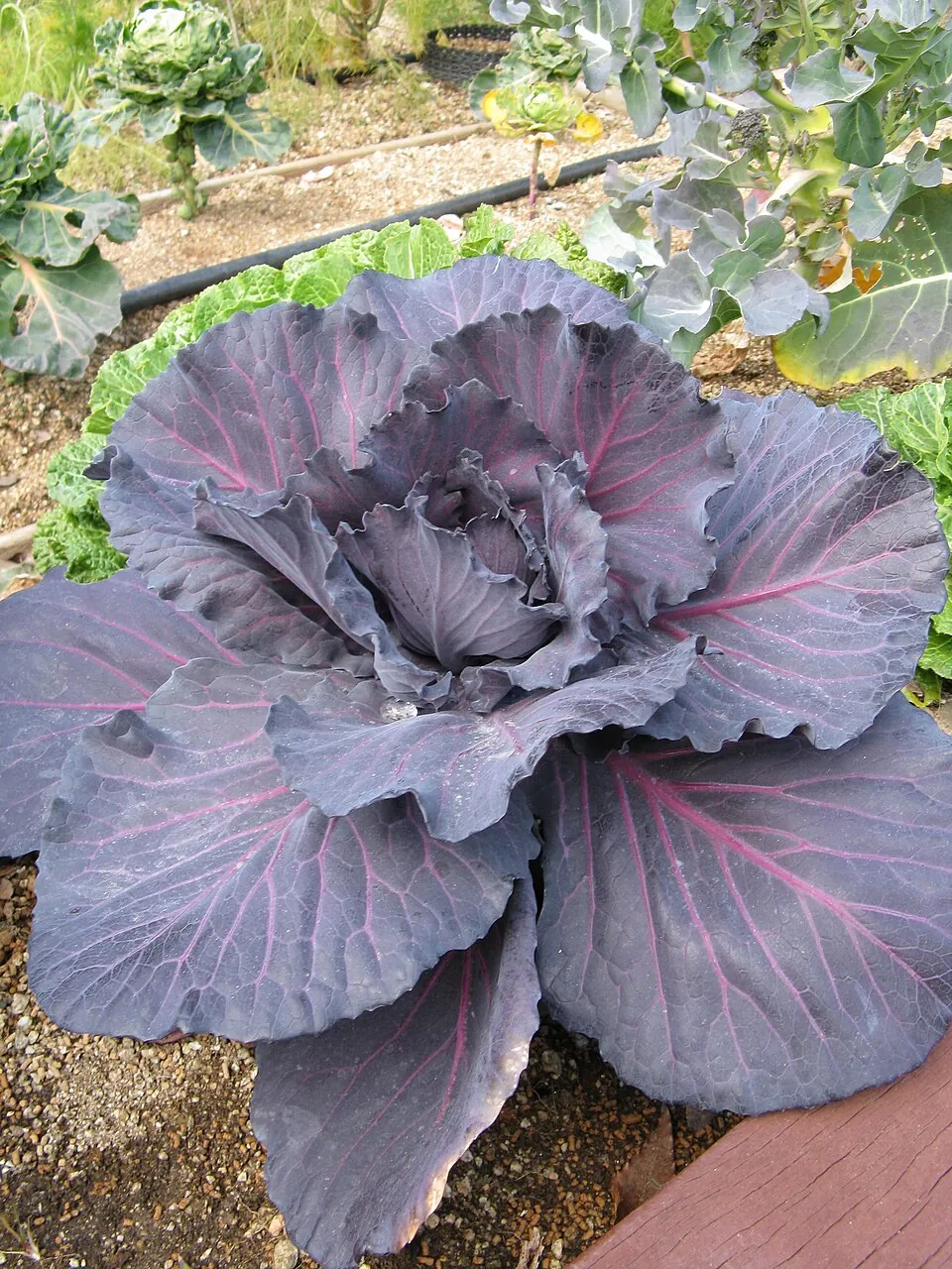 Col lombarda