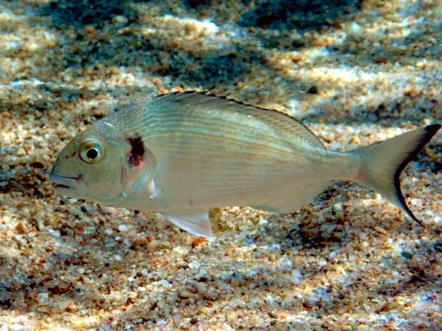 Dorada