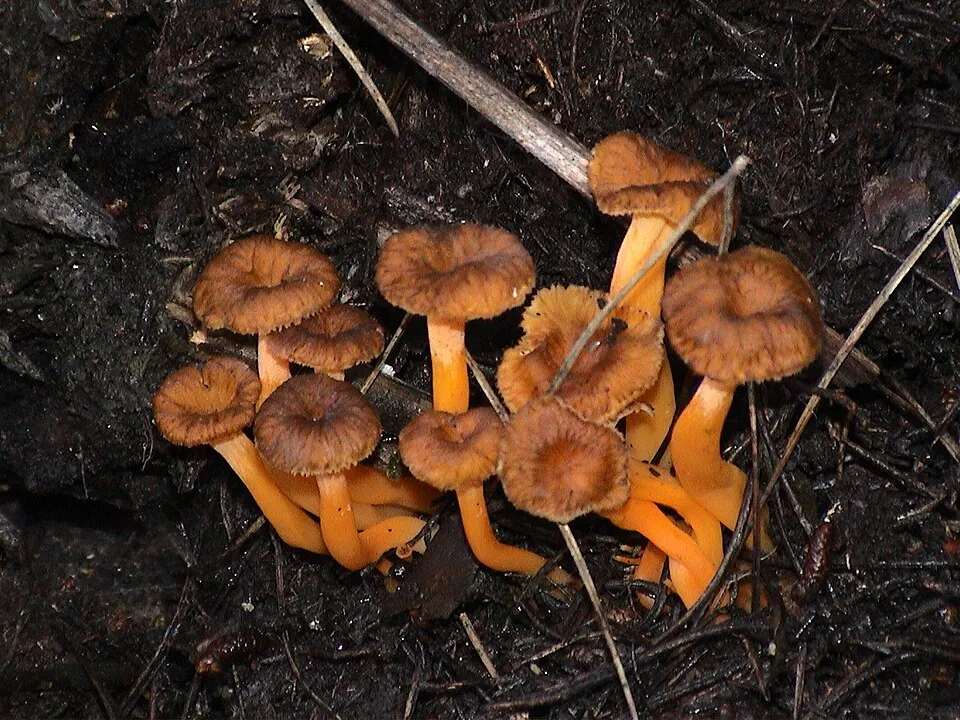 Gula de monte