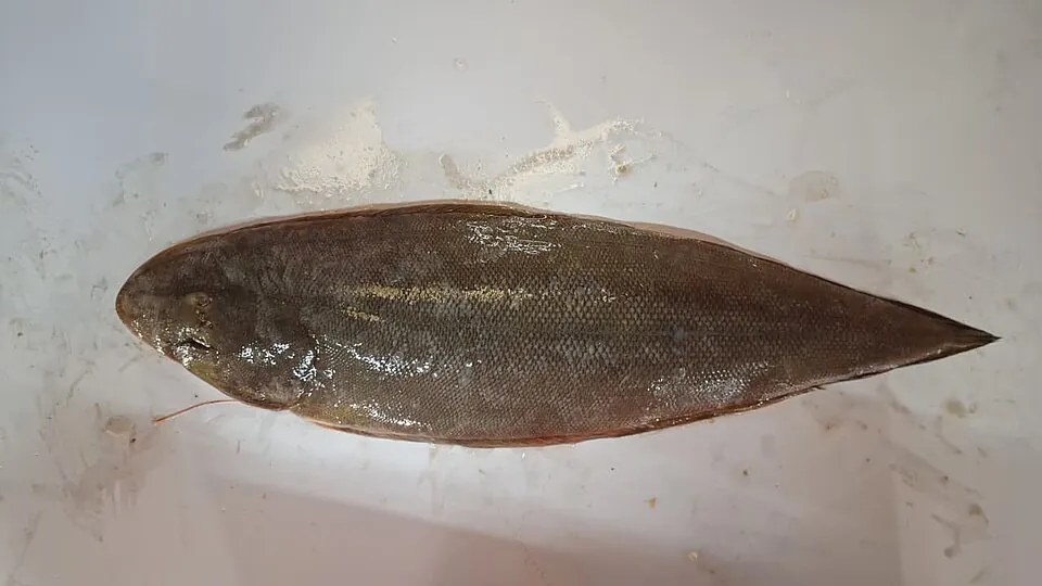 Lenguado