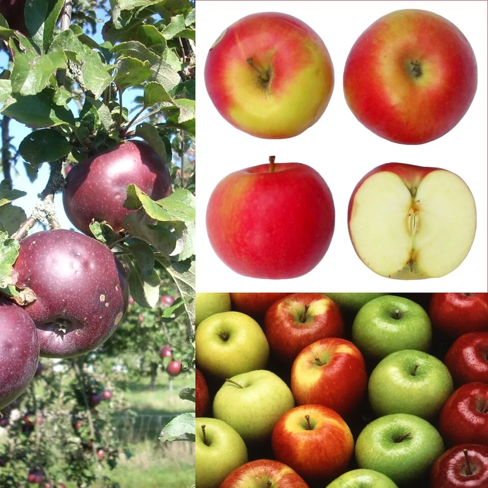 Manzana