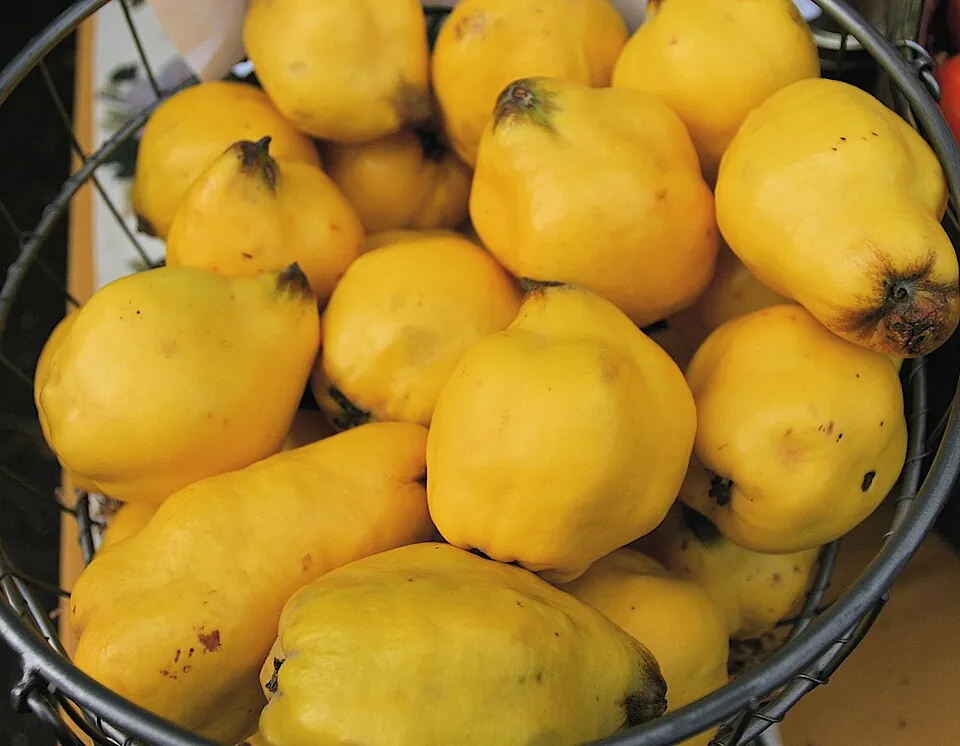 Membrillo