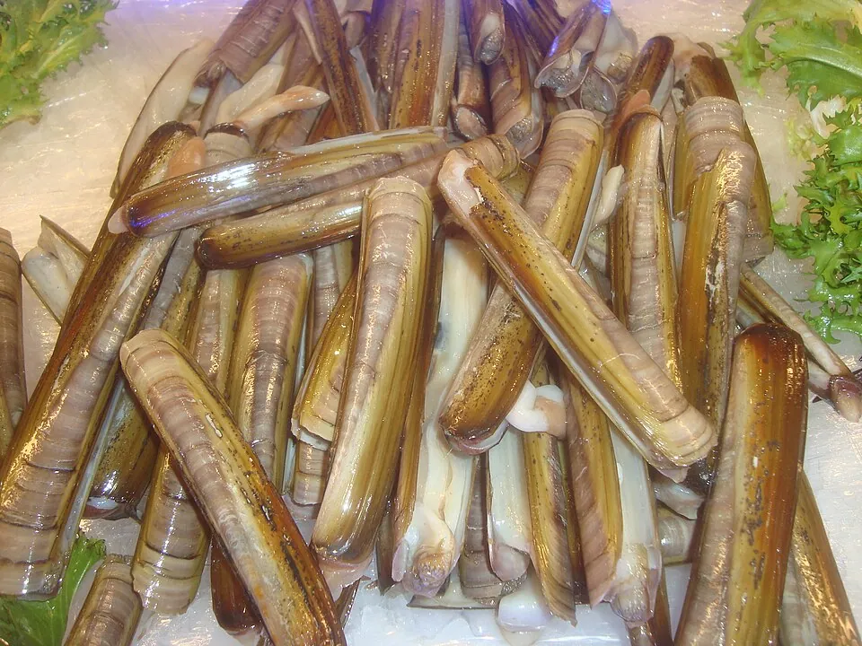 Navajas