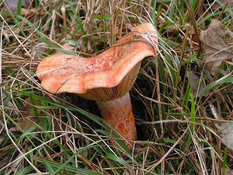 Níscalos