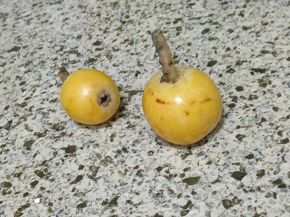 Níspero