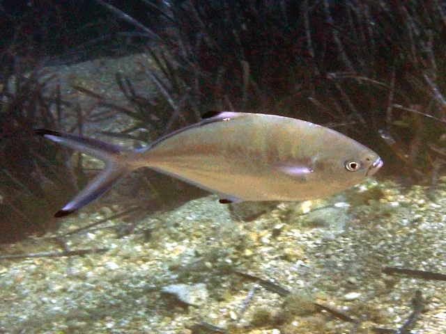 Palometa