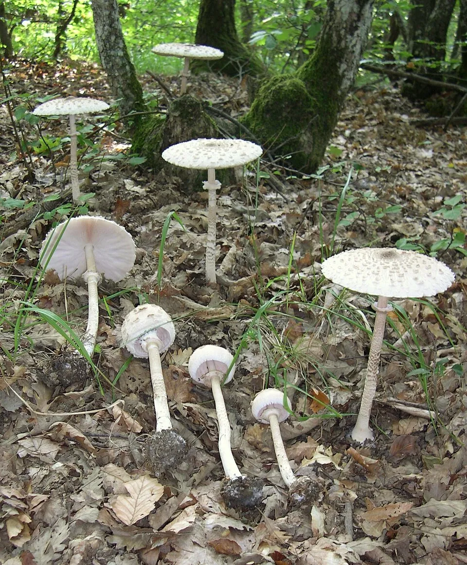 Parasol