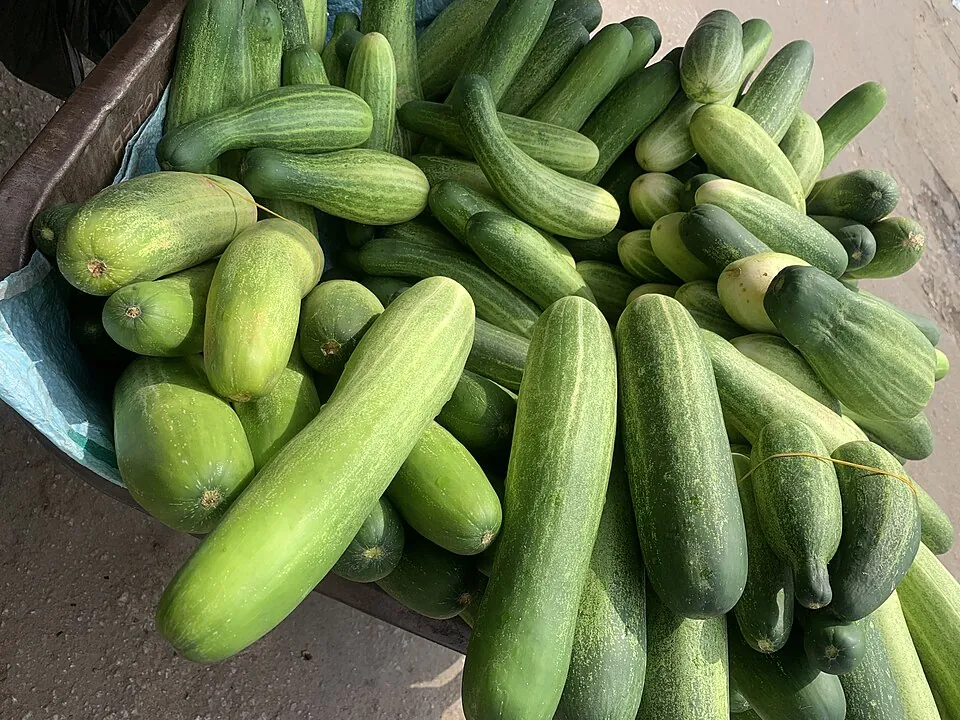Pepino