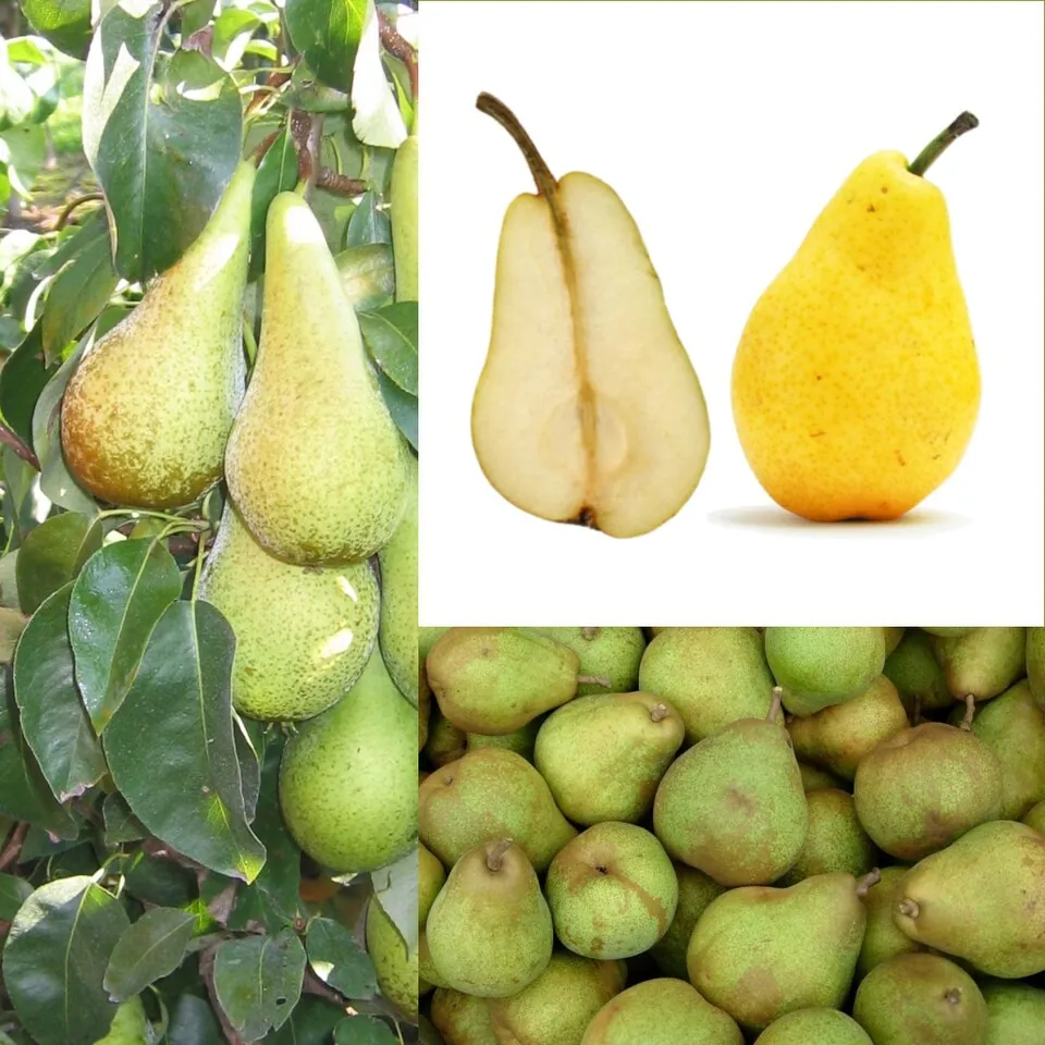 Pera