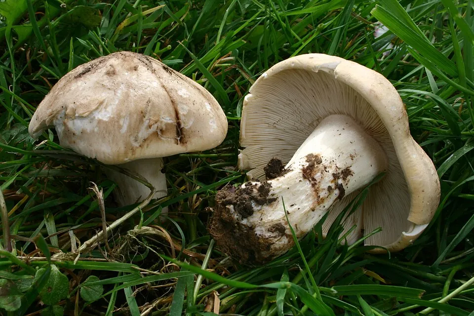 Perrechico