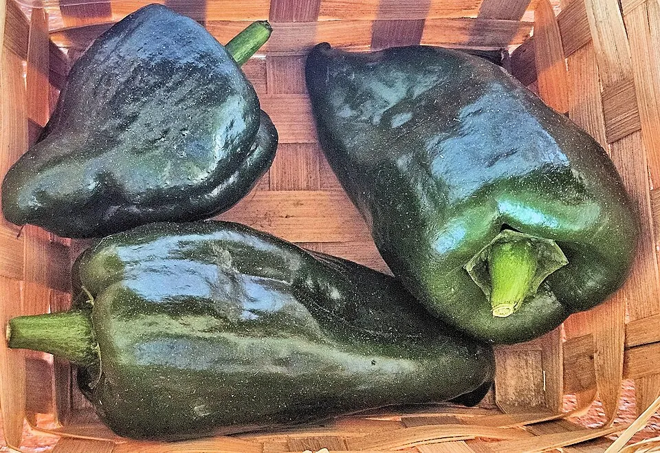 Pimiento