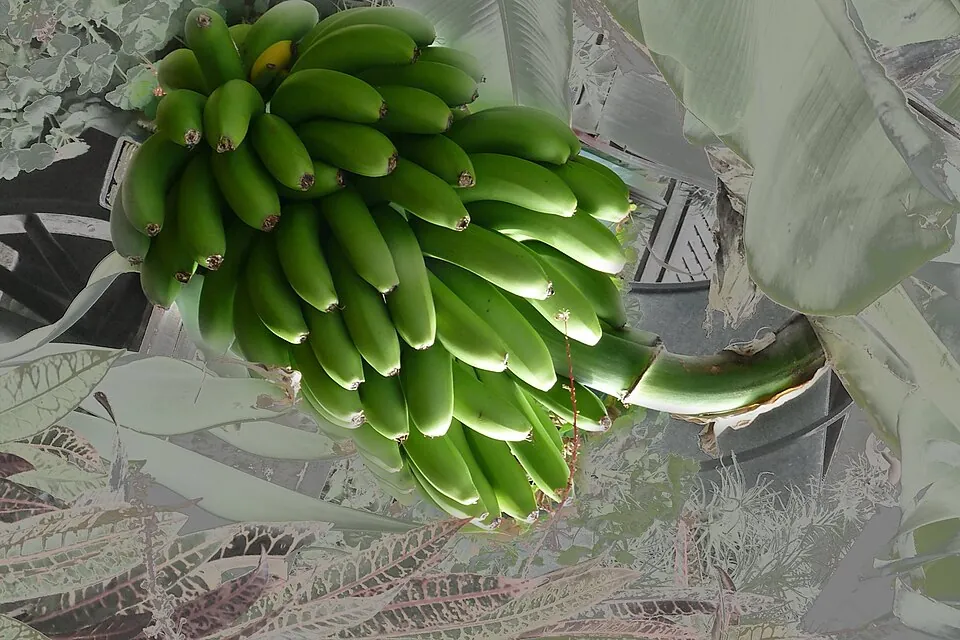 Plátano de Canarias