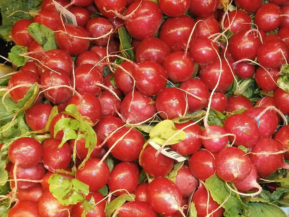 Rábano
