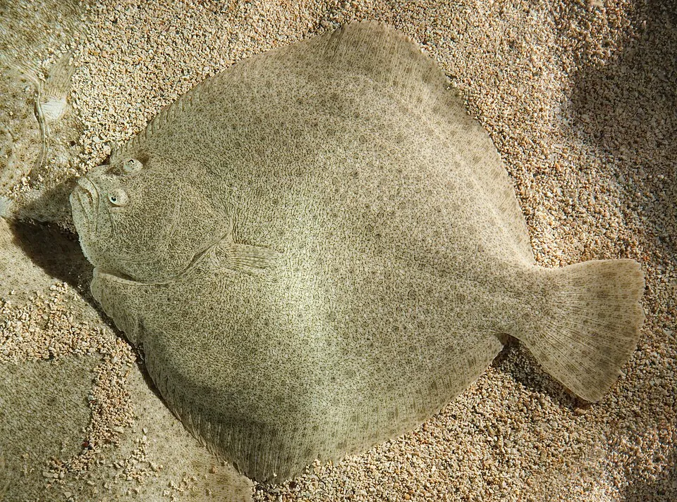 Rodaballo