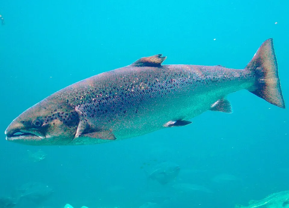 Salmón (cultivo)