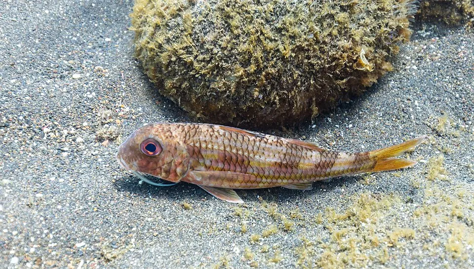Salmonete