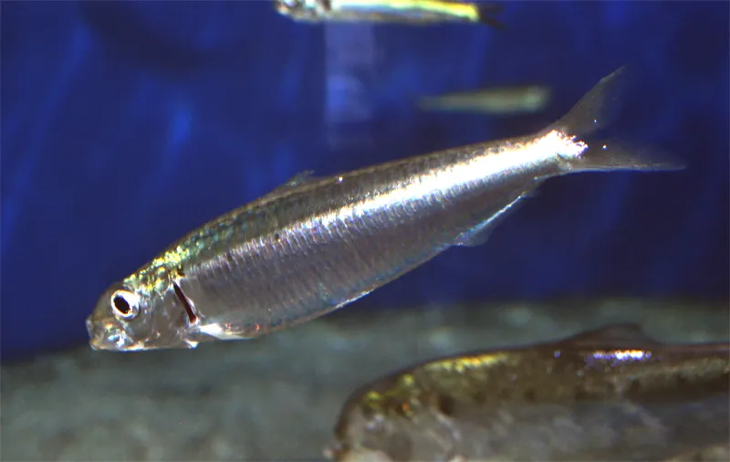Sardina