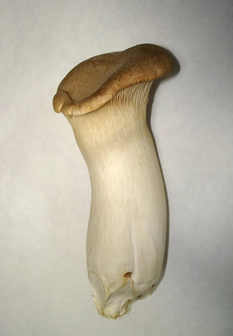 Seta de cardo