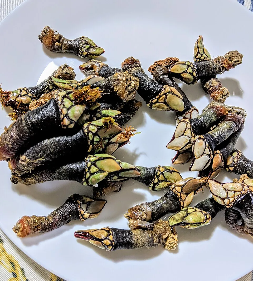 Percebes cocidos