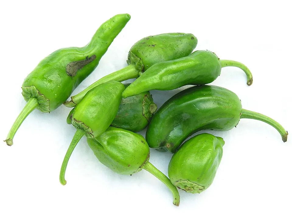 Pimientos de Padrón fritos
